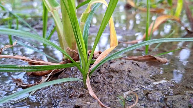 Small Green Sprout Emerging From Wet Silt Floor
