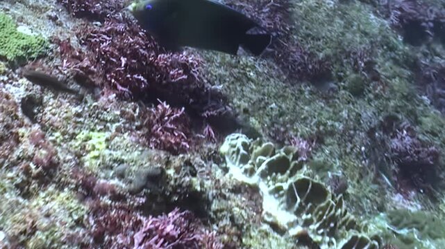 Graceful fish glide through mesmerizing coral garden, exploring vibrant red algae and ancient rocky formations. Long sea cucumber rests among intricate reef structures, bathed in gentle ocean light.