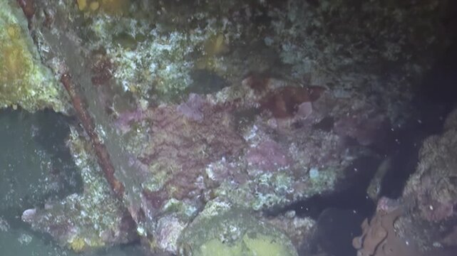 Exploring a fascinating deep ocean shipwreck. The rusting structure is adorned with vibrant corals, sponges, and marine life, showcasing nature's reclaim in the watery abyss.