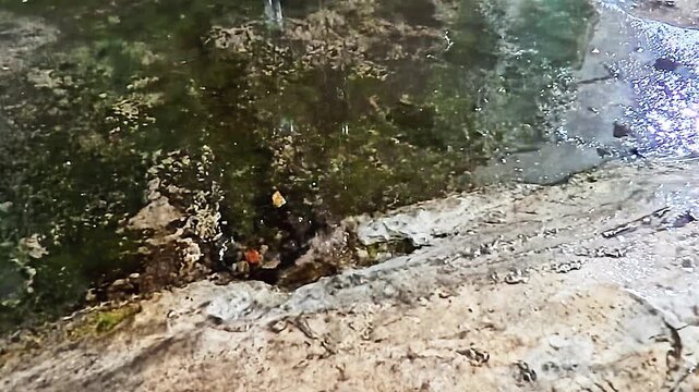 Clear water dripping and splashing into a shallow puddle filled with green moss next to a concrete wall. Concept of water runoff, drainage leak, or natural filtration. 