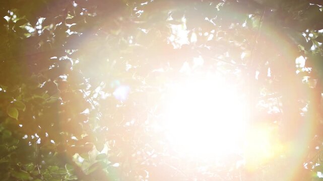 Shining sunlight shining through trees and leaves swaying in a gentle breeze, relaxing rest and beautiful nature loop video, bird sound ASMR
