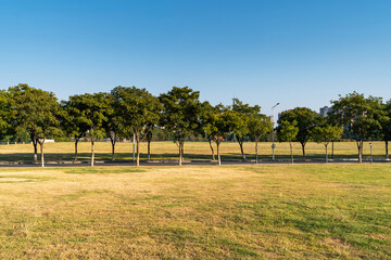 Fototapeta premium Various trees in the autumn park