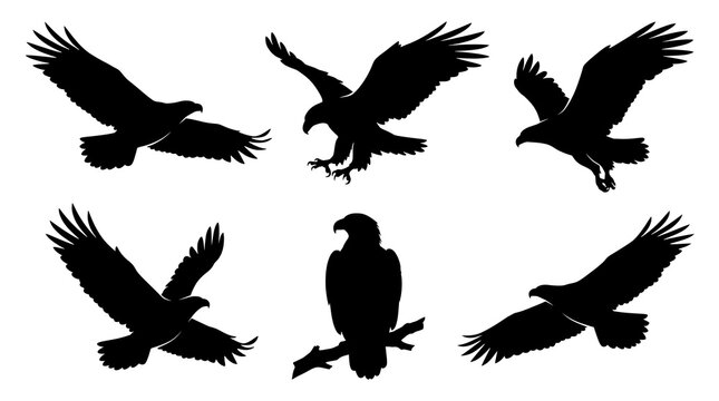 Eagle silhouettes collection with birds of prey in flying and perched poses