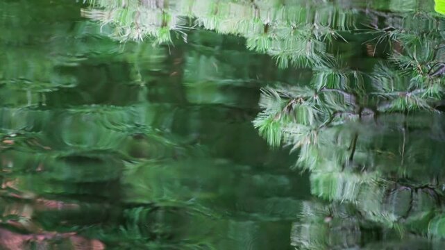 Calm Japanese Mountain Forest Pond with Water Ripples and Reflections