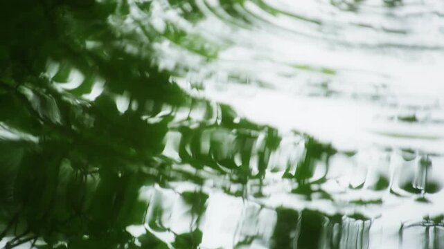 Refreshing Woodland Pond with Water Striders and Green Reflections