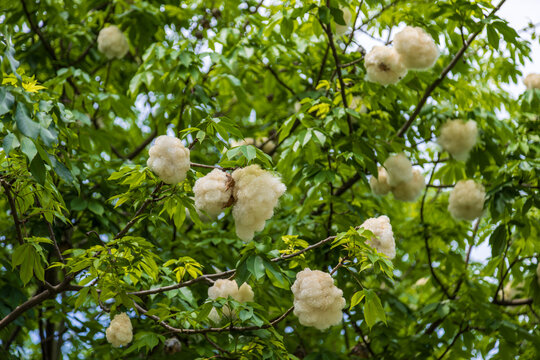 Close-up of a kapok tree in a city park, showing its white cottony fruit.