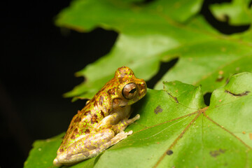 Obraz premium Lancaster's tree frog (Isthmohyla lancasteri) perched on a leaf in Siquirres rainforest, Costa Rica