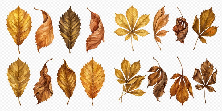 Collection of various autumn leaves in watercolor style, showcasing different shapes and shades of brown and yellow, isolated on a transparent background.
