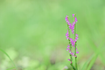 Fototapeta premium Delicate Pink Spiranthes Flower in Meadow