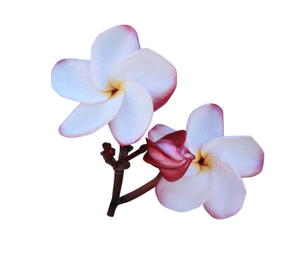 Plumeria or Frangipani or Temple tree flower. Close up pink-yellow frangipani flowers bouquet isolated on transparent background.	