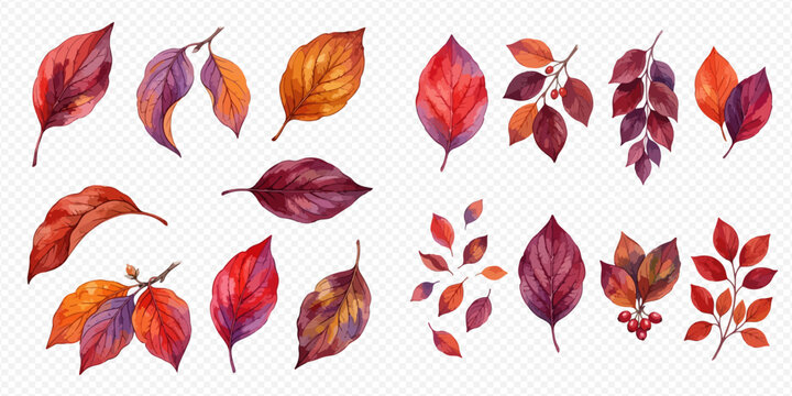 Watercolor Autumn Leaves Collection: Vibrant Fall Foliage in Various Shapes and Colors, Isolated on Transparent Background.