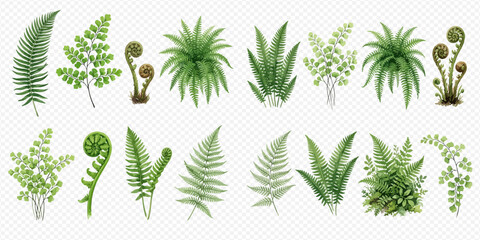 Collection of various green fern plants and leaves, botanical elements for design. © Ytaja