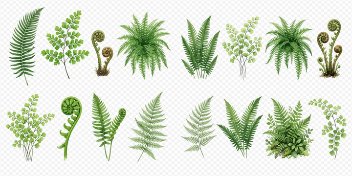 Collection of various green fern plants and leaves, botanical elements for design.