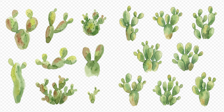 Watercolor collection of various green cactus plants and succulents on transparent background.