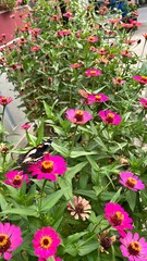 Fototapeta premium flowers in the garden with butterfly
