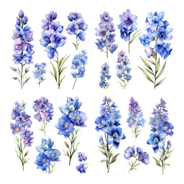 Elegant Set of Blue and Purple Delphinium Watercolor Flowers Isolated on White Background