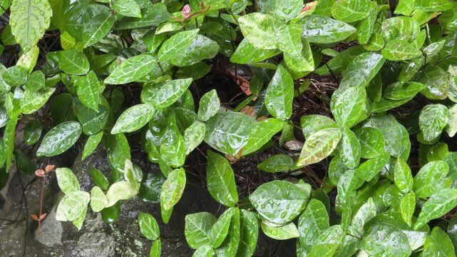 梅雨の雨に濡れた瑞々しい緑の葉と雨粒