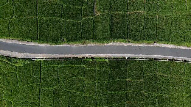 Aerial view of a narrow road cutting through vibrant green rice paddies in the rural landscape of Kerinci Regency, Jambi, Indonesia.