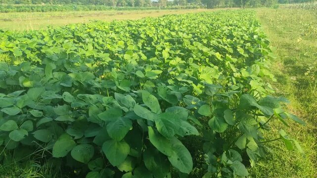 Healthy mung bean plants growing vigorously before pod formation, showing lush foliage in an agricultural field.