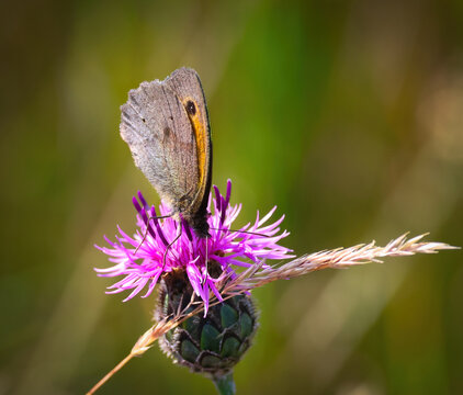 A butterfly on a thistle flower