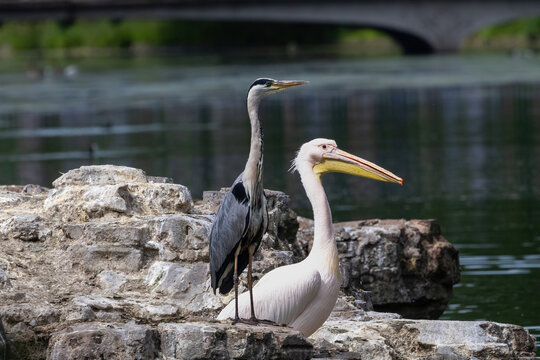 A blue heron and a pelican sharing a rock.