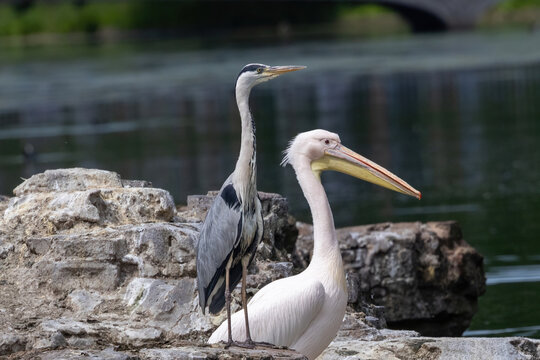A blue heron and a pelican sharing a rock.