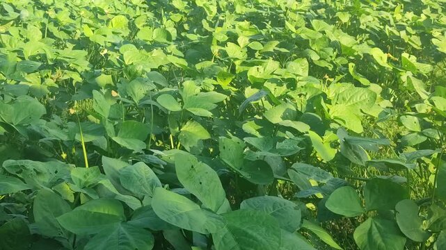 Healthy mung bean plants growing vigorously before pod formation, showing lush foliage in an agricultural field.