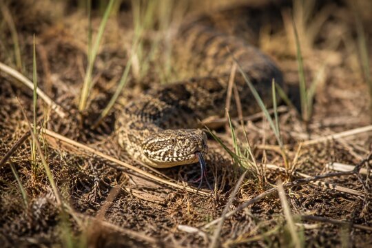 A venomous snake slithering through dry grass, its forked tongue flicking.