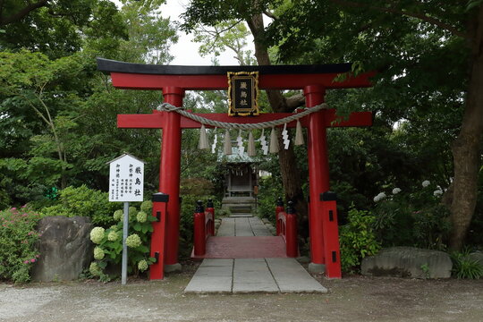 神社境内の朱色の鳥居 日本の伝統文化風景 / Vermilion Torii Gate at a Japanese Shinto Shrine