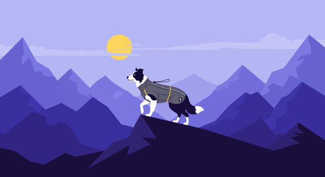 A determined border collie dog standing on a mountain peak.