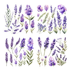 Fototapeta premium Watercolor Lavender Flower Set with Purple Floral Sprigs and Botanical Elements on White Background