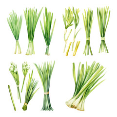 Obraz premium Hand-painted Watercolor Set of Fresh Green Onions and Scallions Botanical Illustrations for Culinary Design