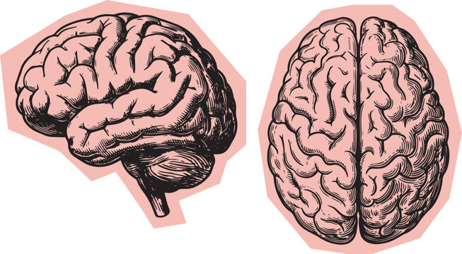 Human brain anatomy illustration showing lateral and superior views for medical education and healthcare concepts with illustration neuroscience scientific neurology thinking structure