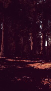 Sunlight filters through tall trees in a dense forest. The ground is covered with brown soil and scattered patches of light. Shadows create patterns among the tree trunks.