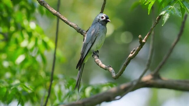 Close up portrait of a wild grey bird with a long tail perching on a tree branch in a lush green forest environment
