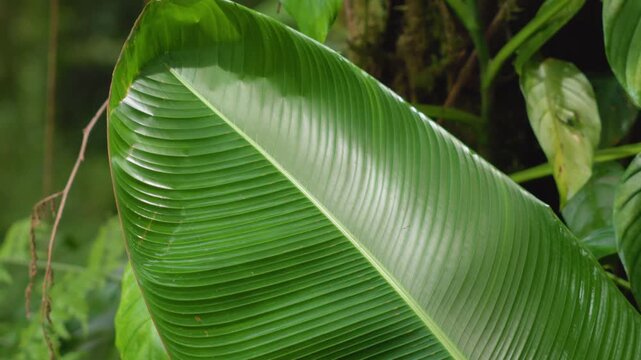 Close-up view of a vibrant green banana leaf displaying glossy surface and parallel venation patterns. Lush tropical foliage including ferns fills the background in natural light.