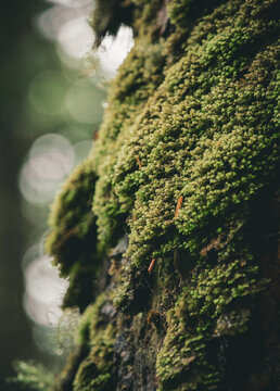 Textured green moss growing on a tree, Vancouver Island nature
