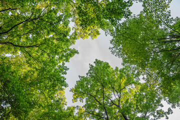 Fototapeta premium green leaves and sun