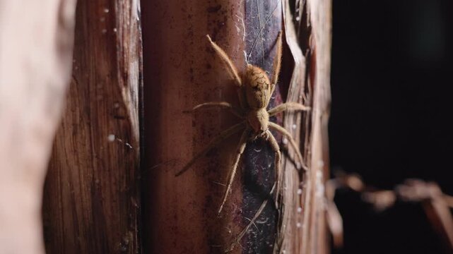Large huntsman spider perches motionless on brown plant stem with distinctive markings on its body. Macro footage captures hairy legs and detailed texture against dark background.