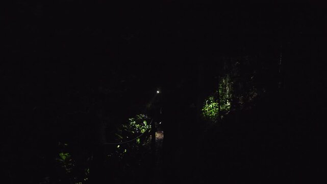 Mysterious nighttime expedition through pitch-black dense tropical jungle as explorers with powerful flashlights illuminate lush green foliage and tall tree trunks while navigating dark wilderness.