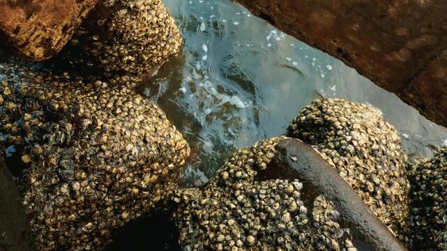 Top-down view of gentle ocean water flowing between large breakwater stones covered in dense barnacles and mussels. Coastal marine infrastructure close-up. 