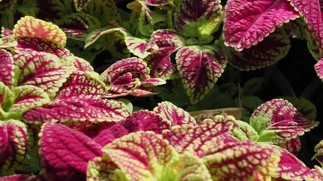 Coleus is an ornamental plant featuring vibrant, multicolored foliage typically deep red or magenta with bright green edges.