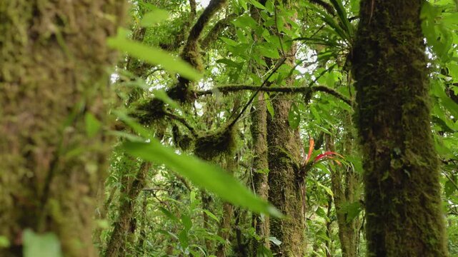 Dense tropical rainforest scene featuring moss-covered tree trunks with vibrant green epiphytic plants and bromeliad growing on bark. Soft natural light filters through the humid jungle canopy.