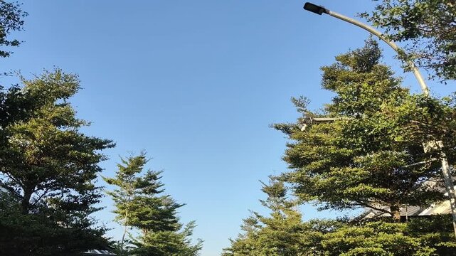rows of ketapang trees with a blue sky background and the sound of birds chirping
