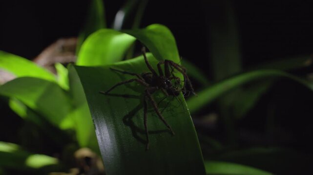 Group of people observing night dwellers in the jungle as a hairy spider rests on a vibrant green leaf. The arachnid casts a shadow while tropical foliage surrounds it in darkness.
