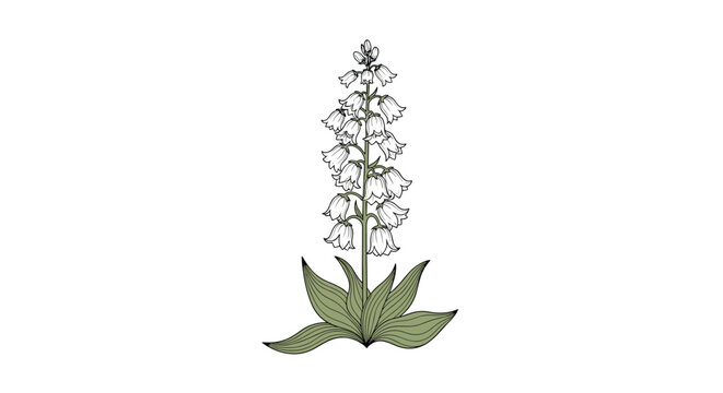 Botanical engraving of a white blooming foxglove or bellflower plant with big green leaves, isolated on white.