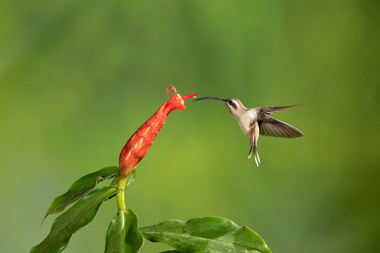 Long-billed Hermit hummingbird (Phaethornis longirostris) in the wild hovering near tropical flowers in the dense Costa Rican rainforest. Sharp wildlife photography capturing its unique curved beak.