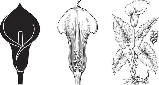 Calla lily botanical vector illustration set with silhouette, floral cross section, and vintage engraved plant
