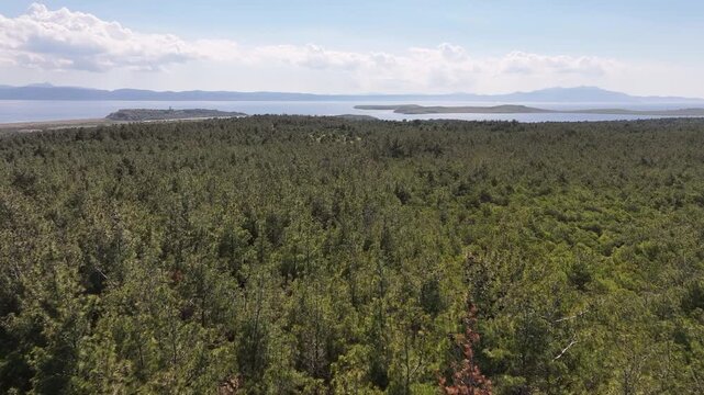Aerial view of dense pine forest stretching towards the coastline and the calm waters of the Aegean Sea Ayvalik, Balikesir, Turkey.