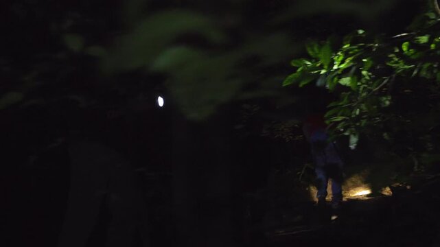 Explorers navigate through dense tropical rainforest at night using powerful flashlights that illuminate lush green foliage and cast dramatic beams through dark jungle canopy during wildlife.